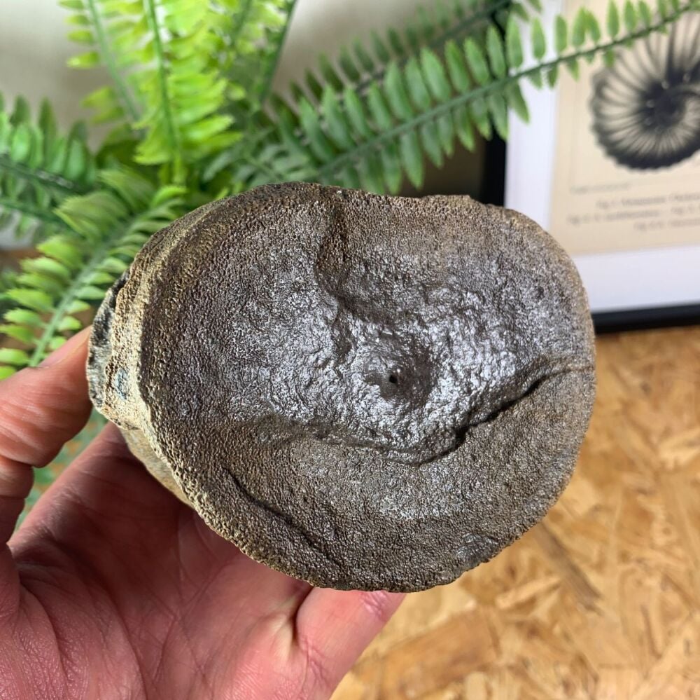 Pliosaur Vertebra (Oxfordshire)