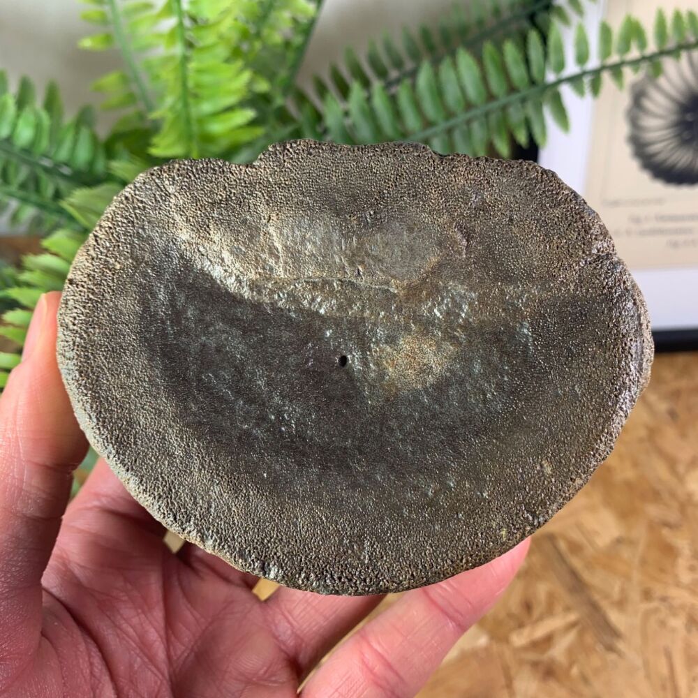 Pliosaur Vertebra (Oxfordshire)