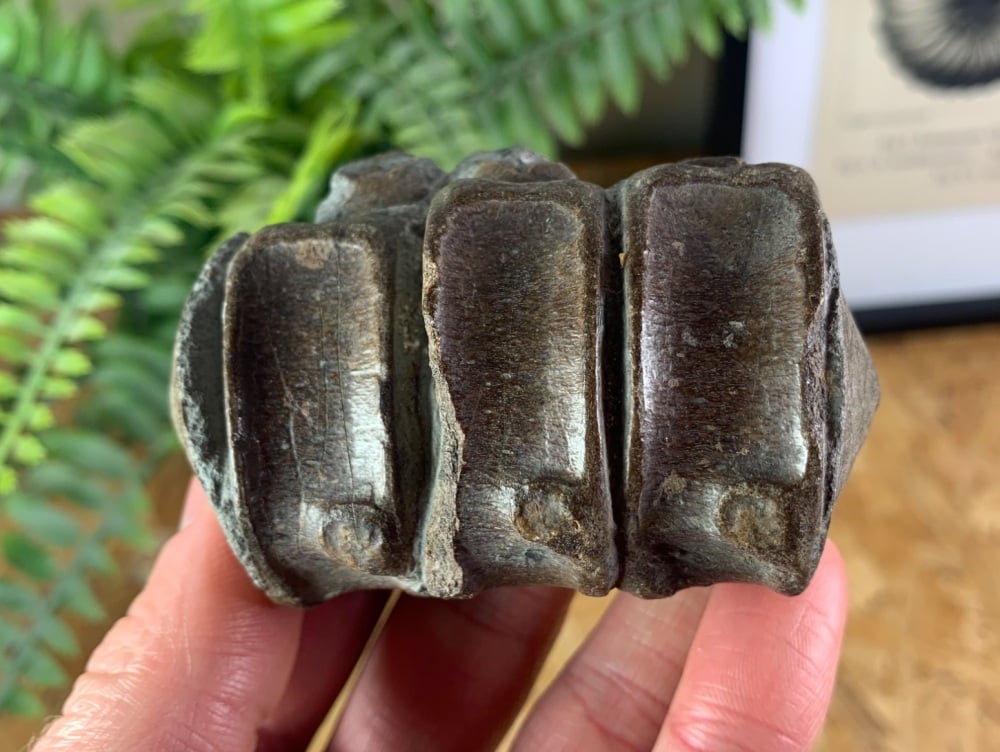 Ichthyosaur Vertebrae (Dorset, UK)