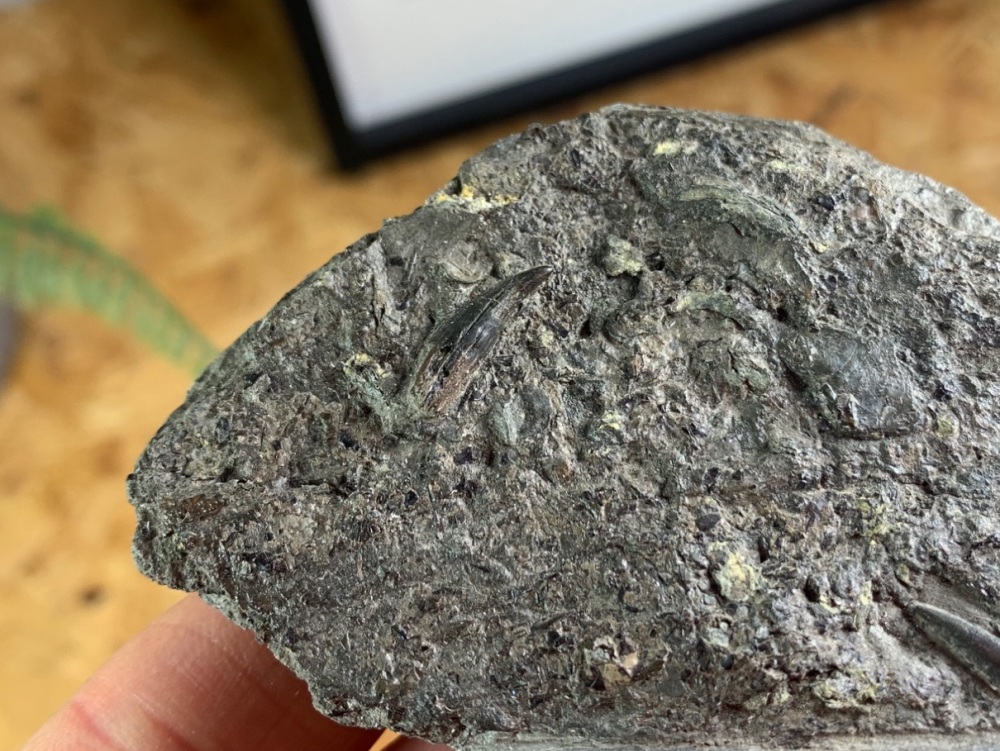 Ichthyosaur Tooth & Belemnite (France)
