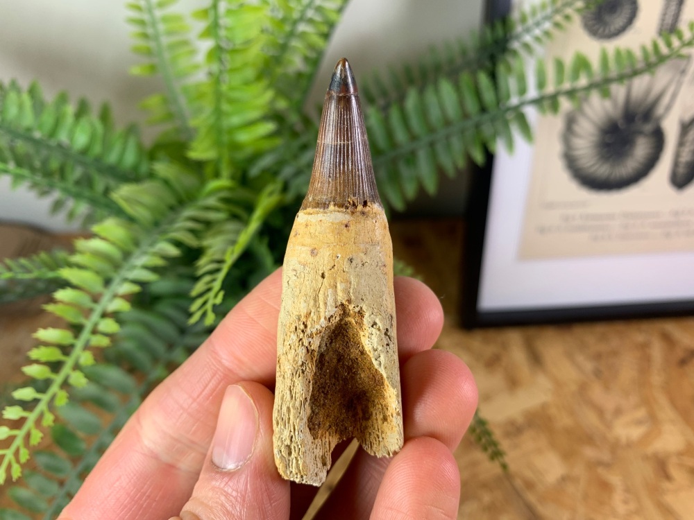 Ichthyosaur Tooth (Russia)