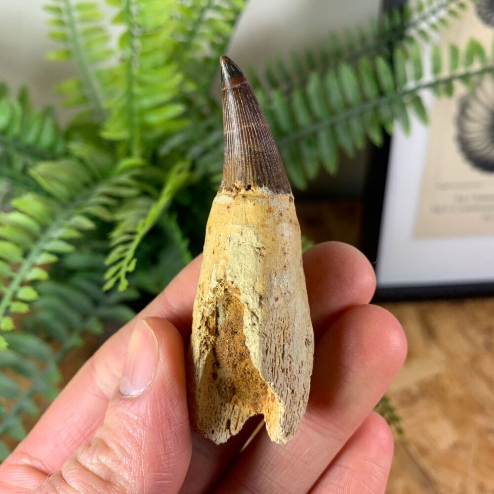 Ichthyosaur Tooth (Russia)