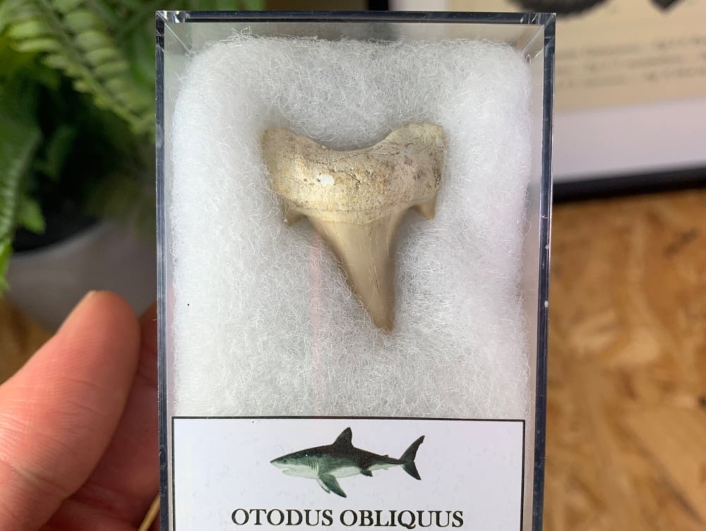 Otodus obliquus Shark Tooth (1.31 inch) #04