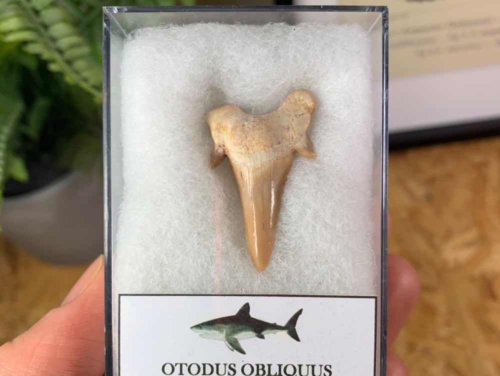 Otodus obliquus Shark Tooth (1.38 inch) #06