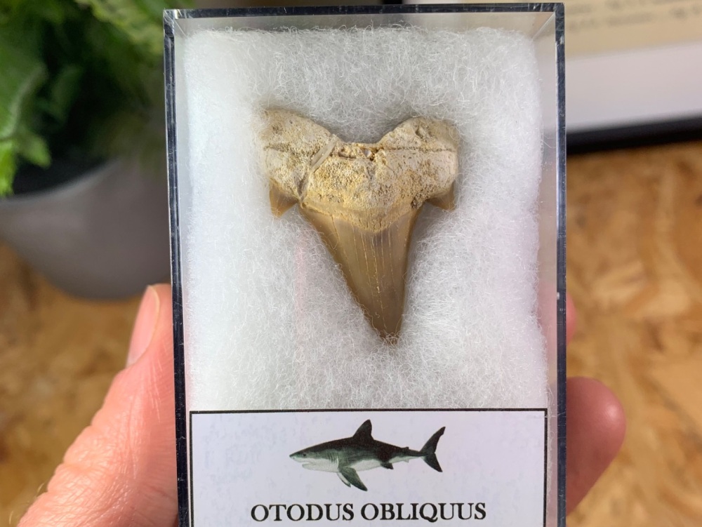 Otodus obliquus Shark Tooth (1.38 inch) #07