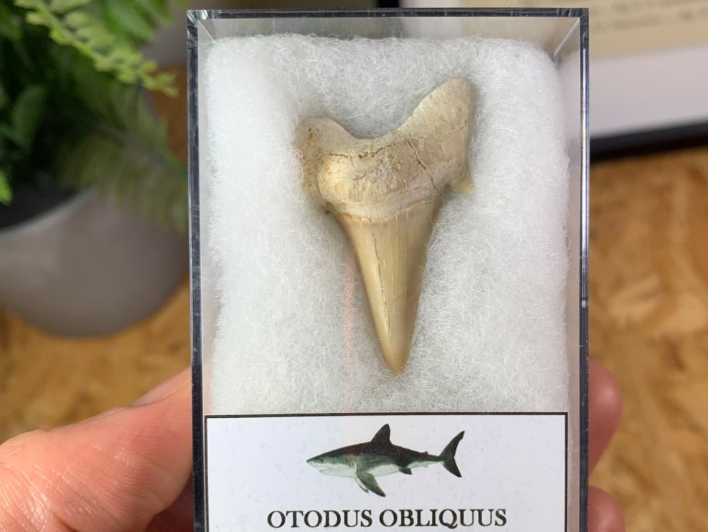 Otodus obliquus Shark Tooth (1.56 inch) #08