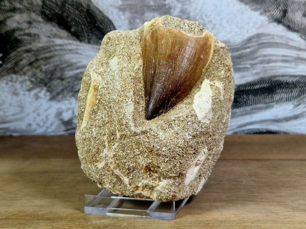 Mosasaur Tooth on Matrix #01