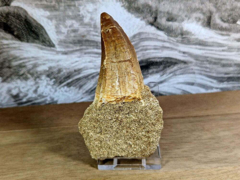Mosasaur Tooth on Matrix #02
