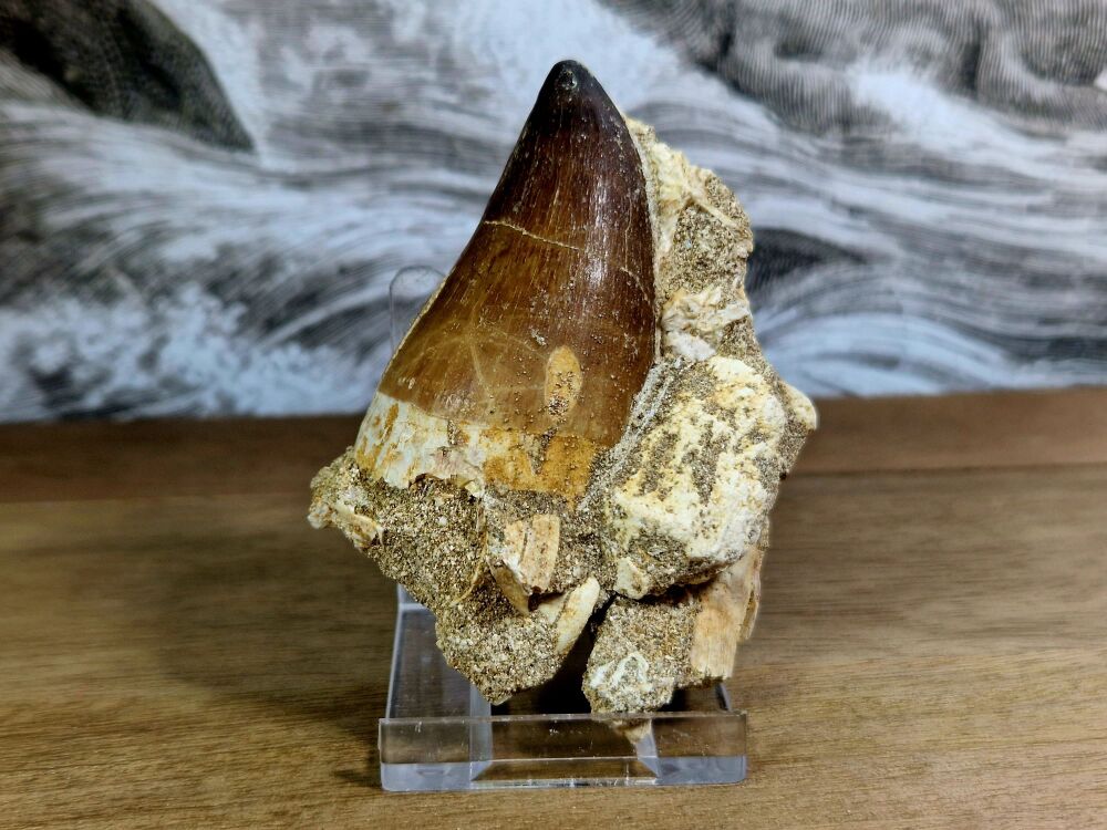 Mosasaur Tooth on Matrix #03