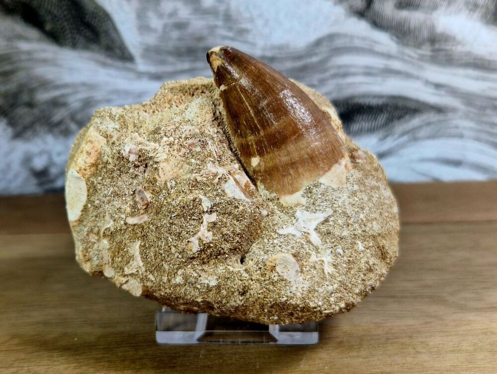 Mosasaur Tooth on Matrix #04