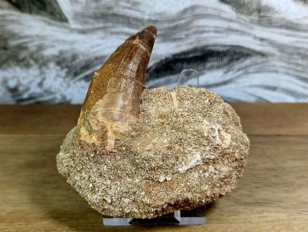 Mosasaur Tooth on Matrix #05