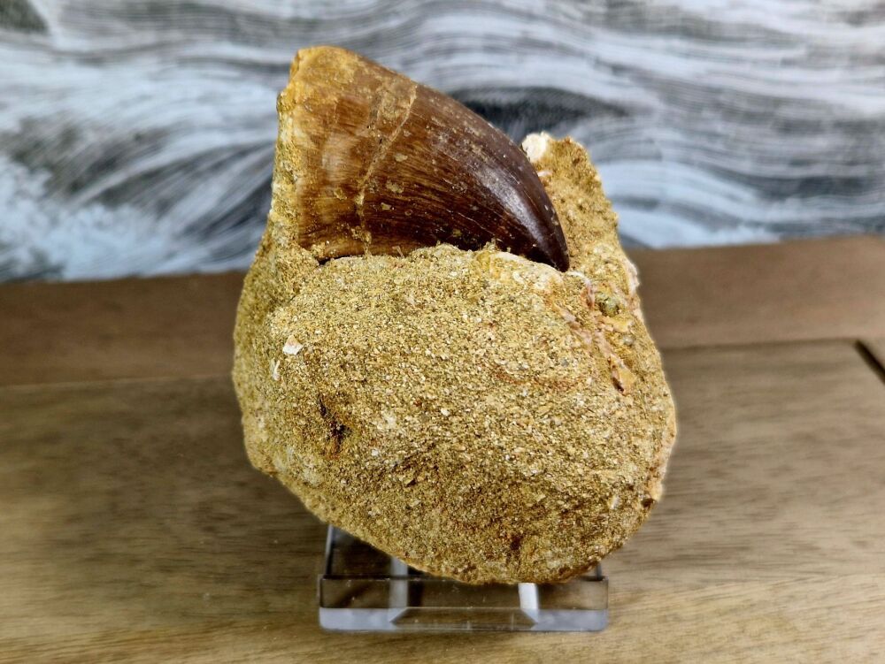 Mosasaur Tooth on Matrix #06
