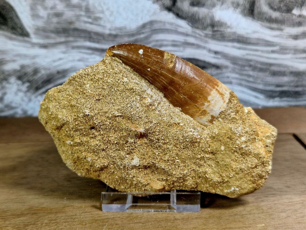 Mosasaur Tooth on Matrix #07