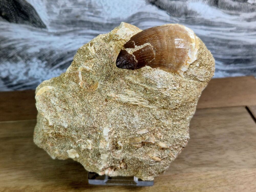 Mosasaur Tooth on Matrix #08