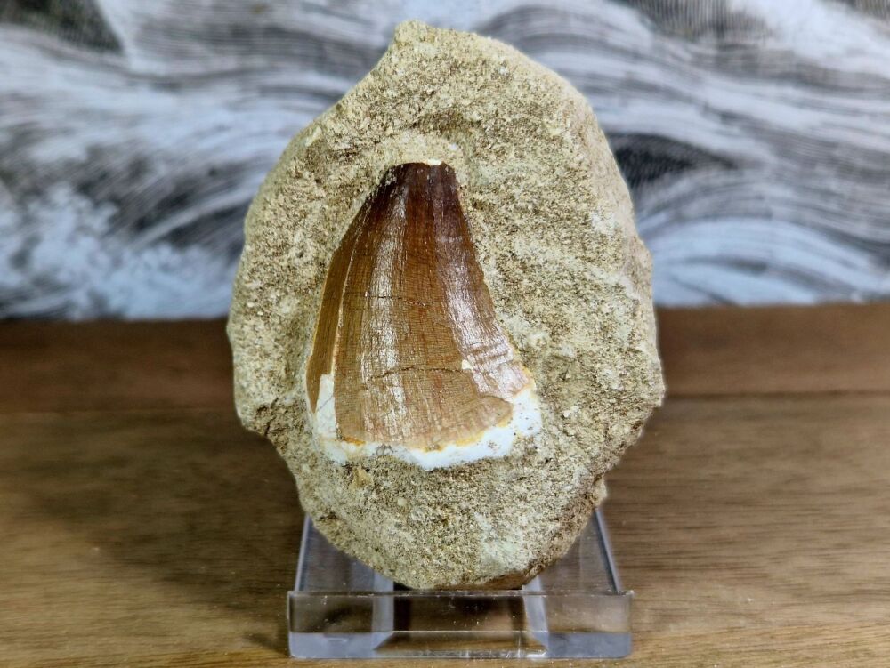 Mosasaur Tooth on Matrix #09