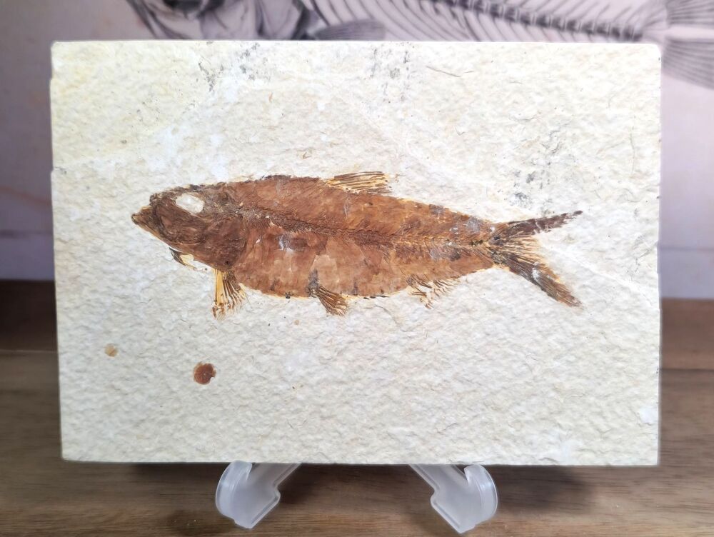 Fossil Fish, Green River Formation #01