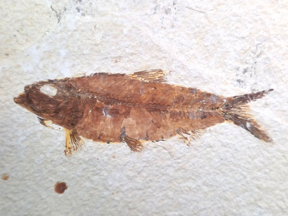Fossil Fish, Green River Formation #01