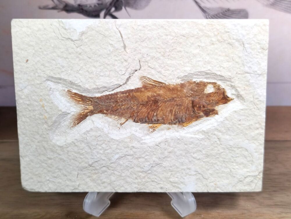 Fossil Fish, Green River Formation #02