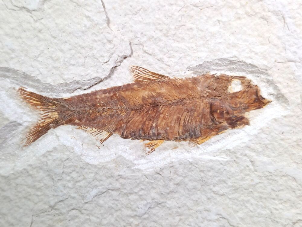Fossil Fish, Green River Formation #02