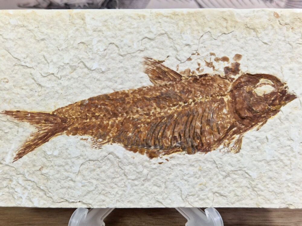 Fossil Fish, Green River Formation #03