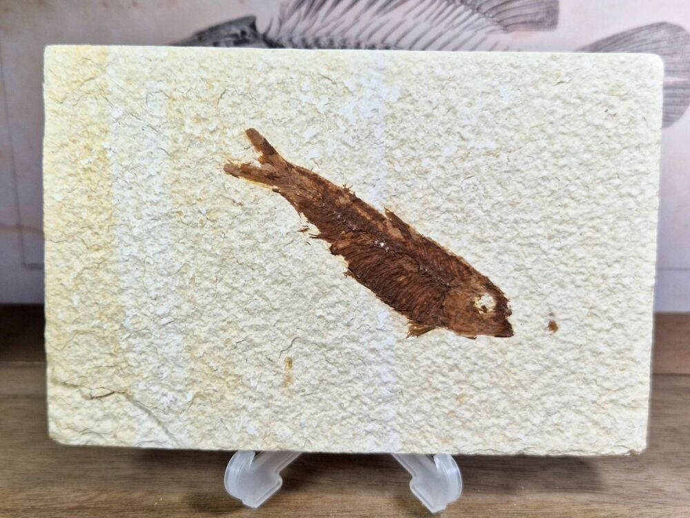 Fossil Fish, Green River Formation #04