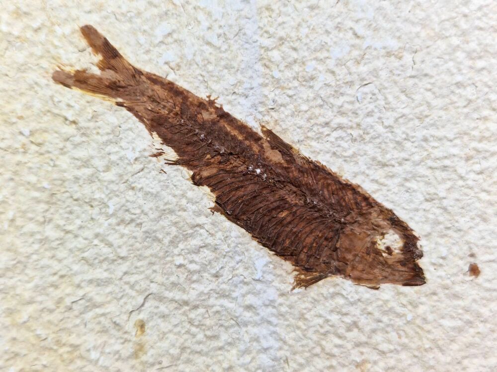 Fossil Fish, Green River Formation #04