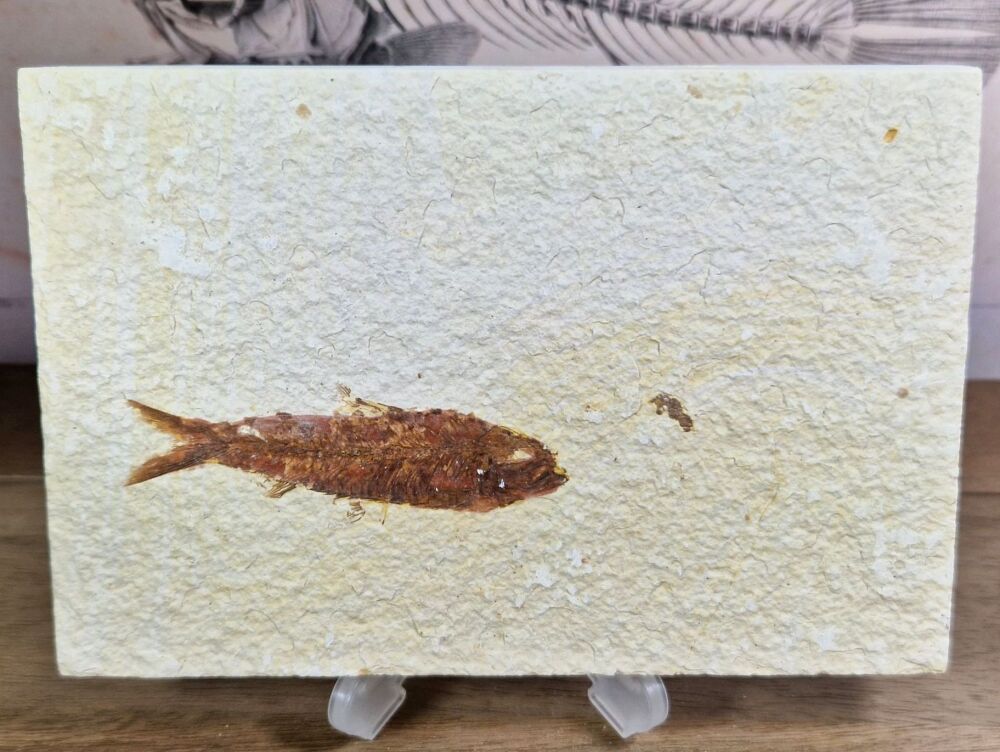 Fossil Fish, Green River Formation #05