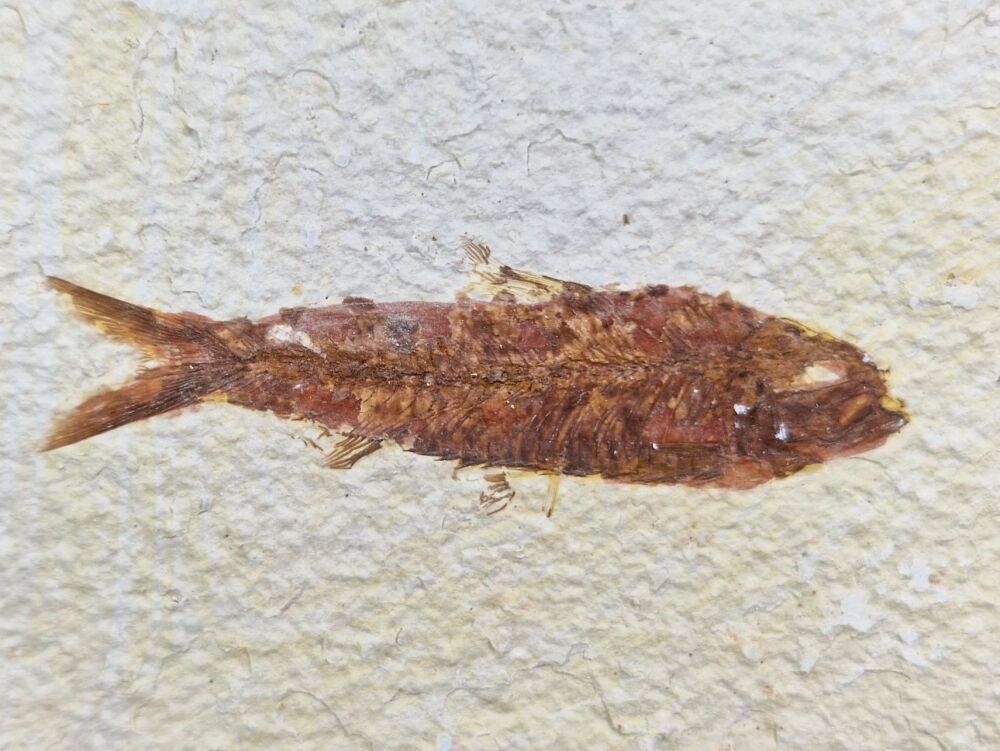 Fossil Fish, Green River Formation #05