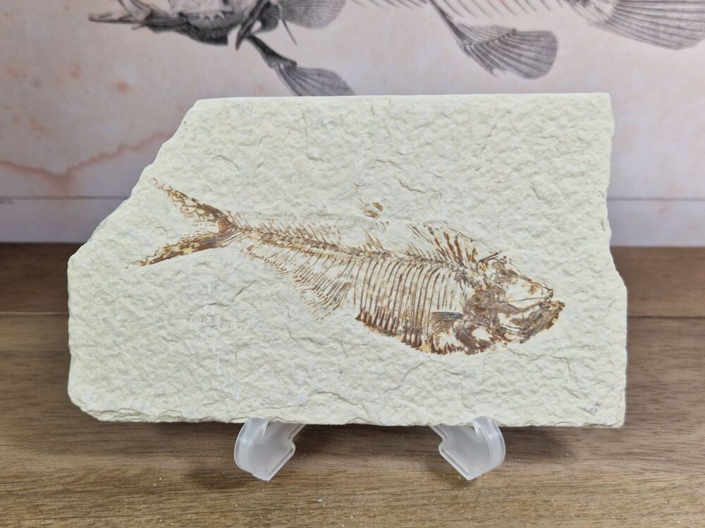 Fossil Fish, Green River Formation #06