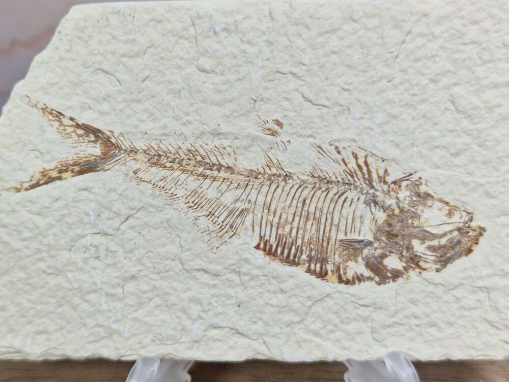 Fossil Fish, Green River Formation #06