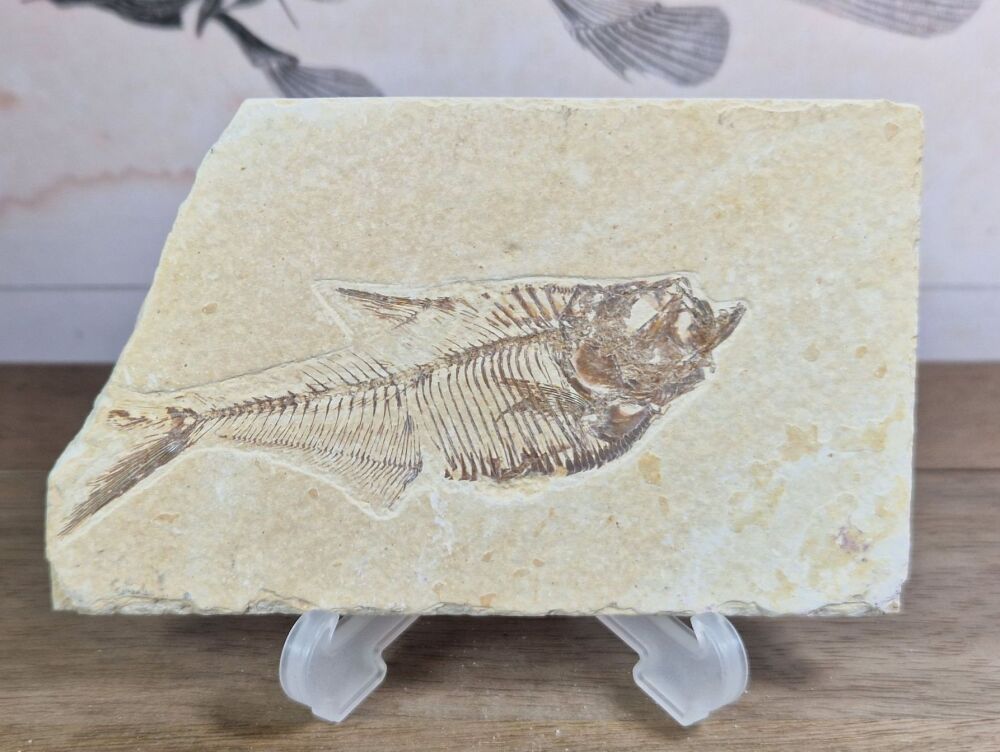 Fossil Fish, Green River Formation #07