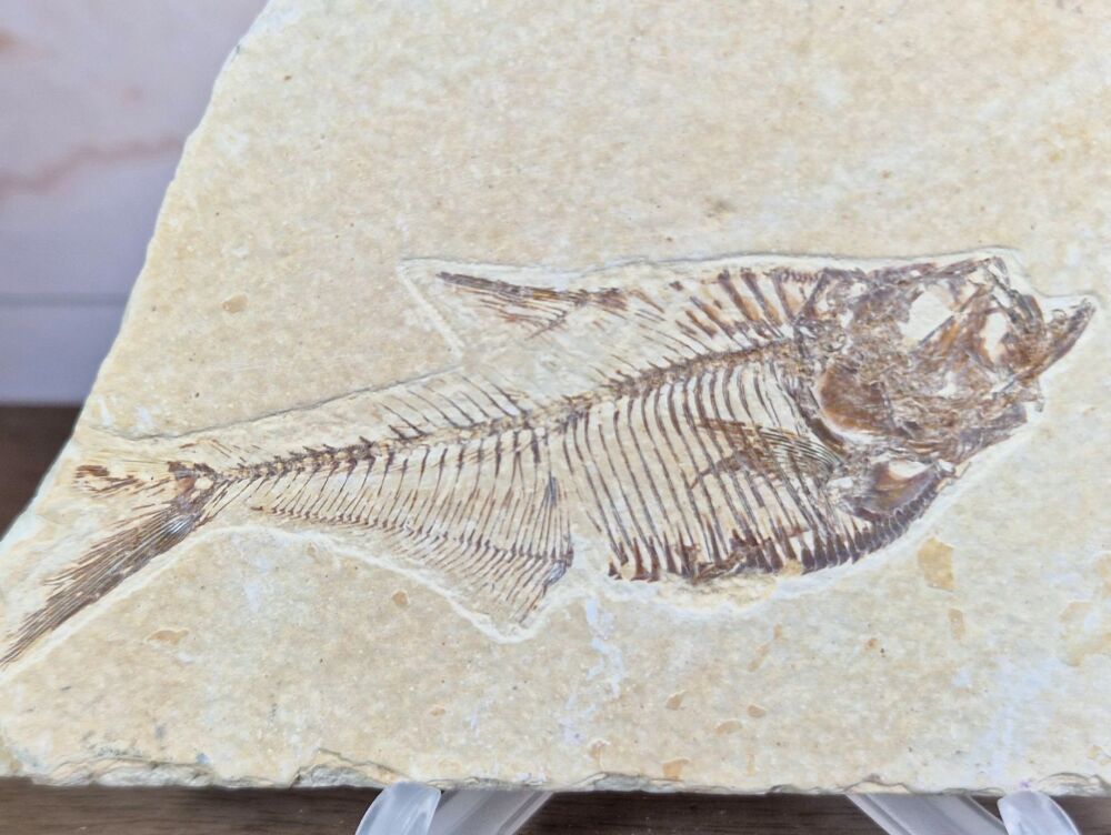 Fossil Fish, Green River Formation #07