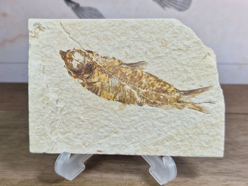Fossil Fish, Green River Formation #08