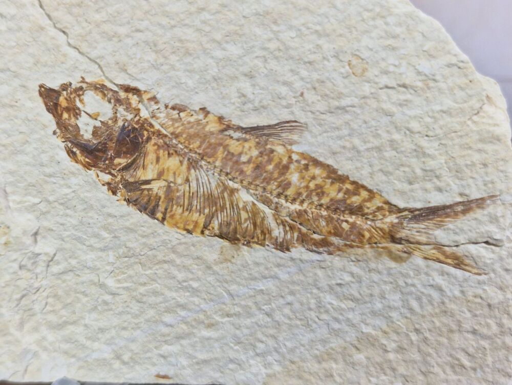 Fossil Fish, Green River Formation #08