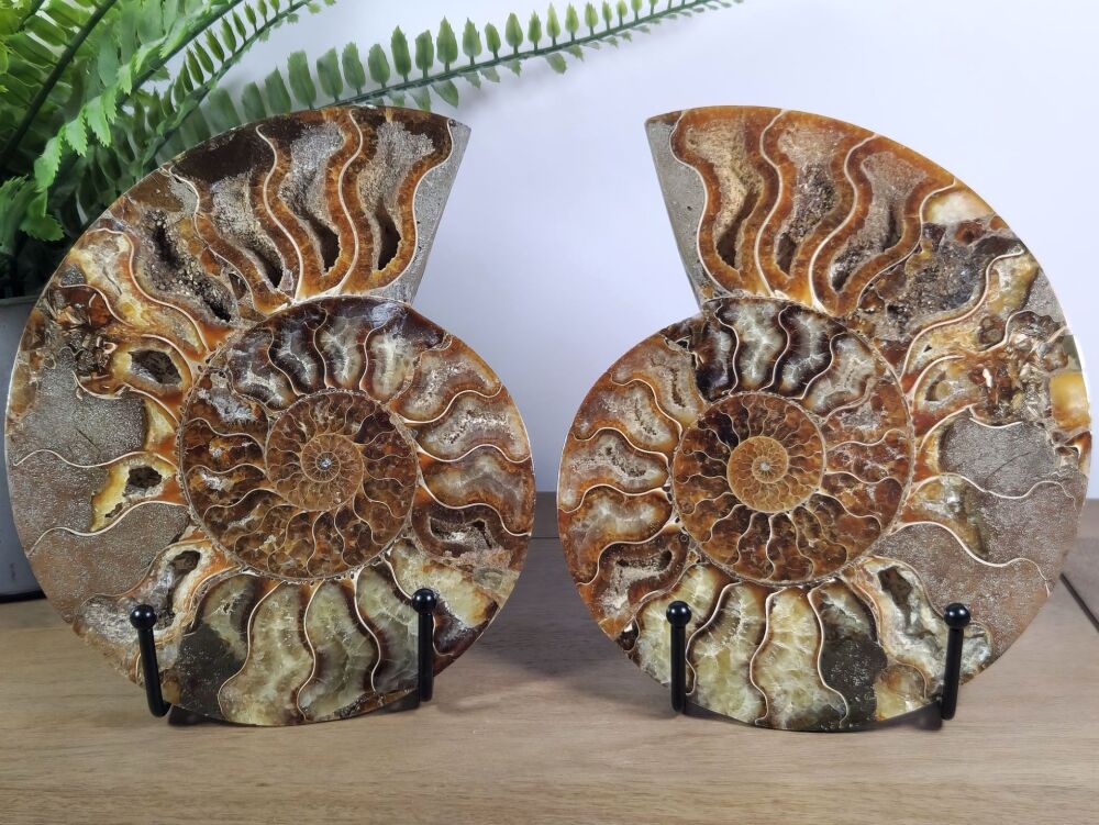 Cut & Polished Ammonite (pair) #1