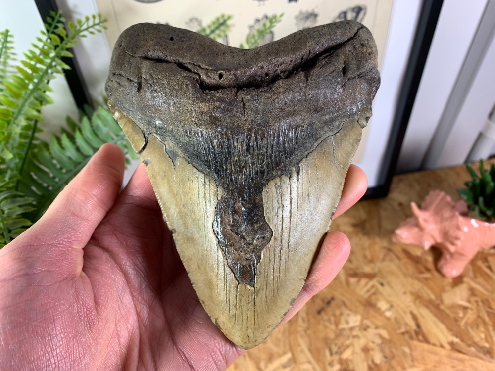 Megalodon Tooth - 5.86 inch #06