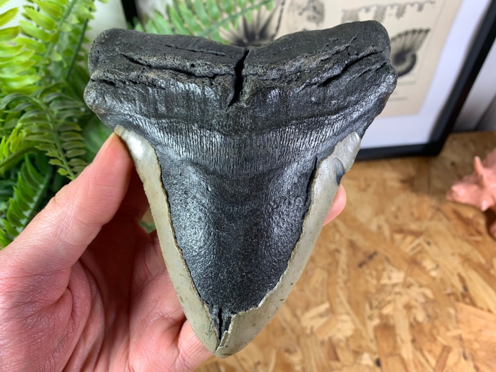 Megalodon Tooth - 5.43 inch #04