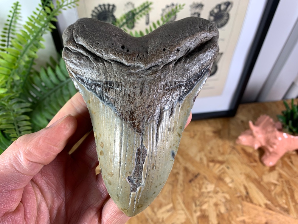 Megalodon Tooth - 5.07 inch #03