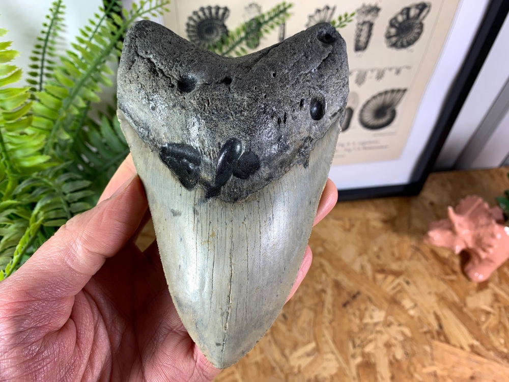 Megalodon Tooth - 5.51 inch #02