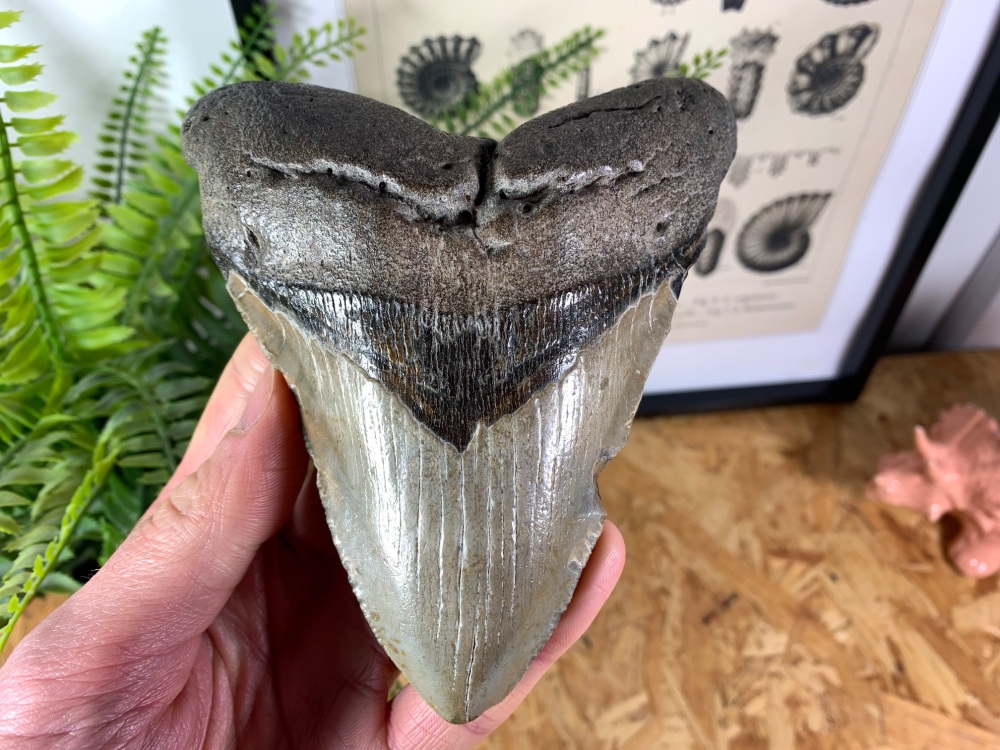 Megalodon Tooth - 5.27 inch #01