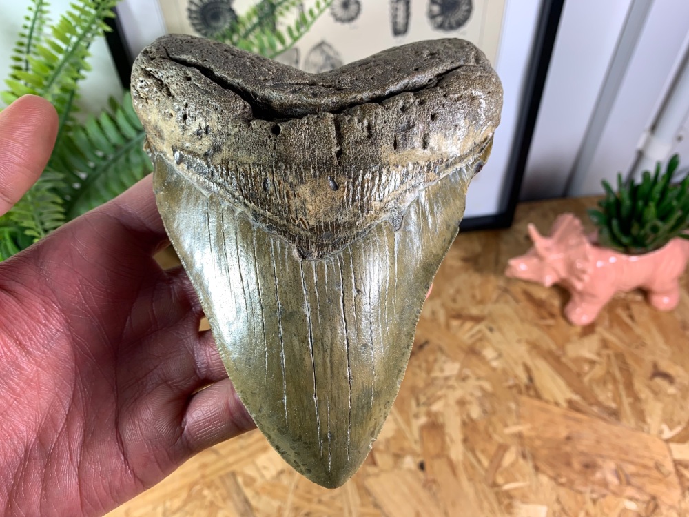 Megalodon Tooth - 5.81 inch #07