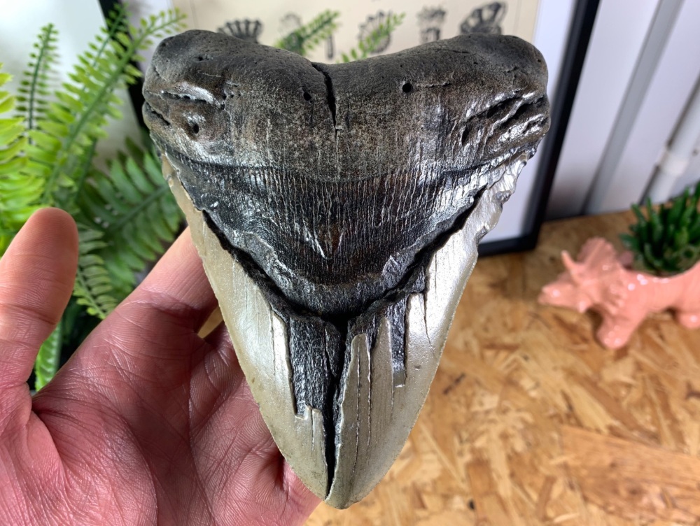 Megalodon Tooth - 5.88 inch #08
