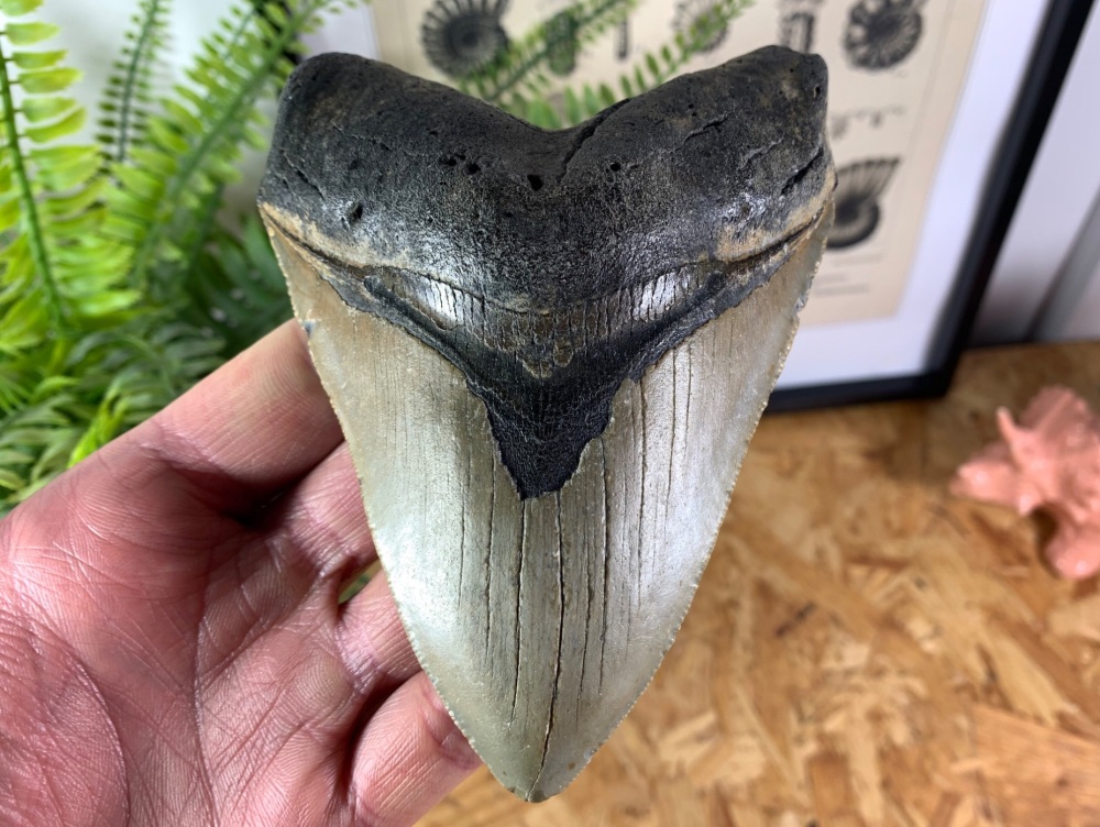 Megalodon Tooth - 5.03 inch #09