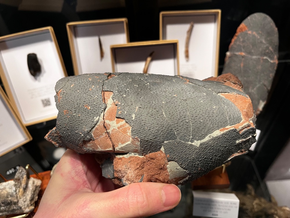 Oviraptor (Elongatoolithid) Dinosaur Egg #01