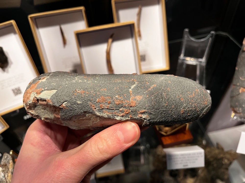 Oviraptor (Elongatoolithid) Dinosaur Egg #02