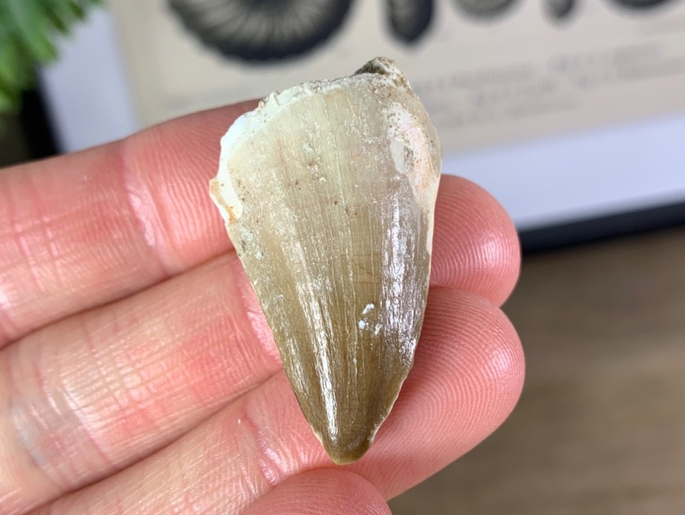 Mosasaur Tooth #01