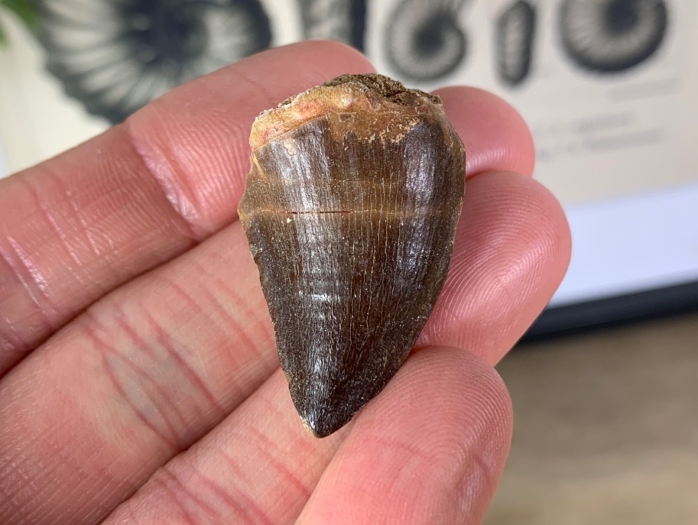 Mosasaur Tooth #02