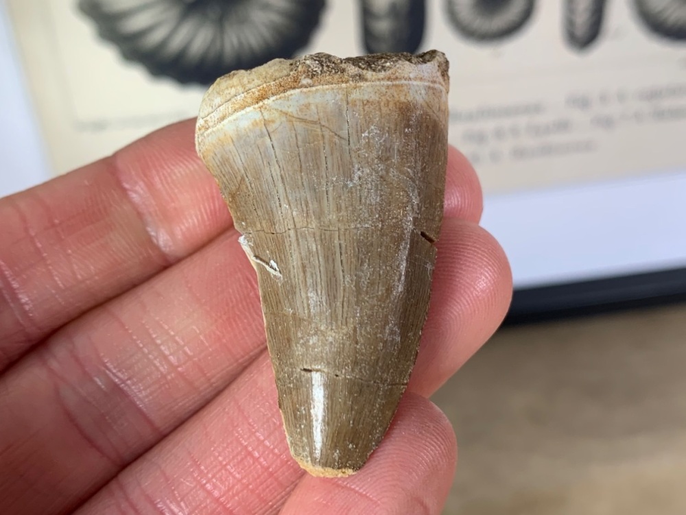 Mosasaur Tooth #04