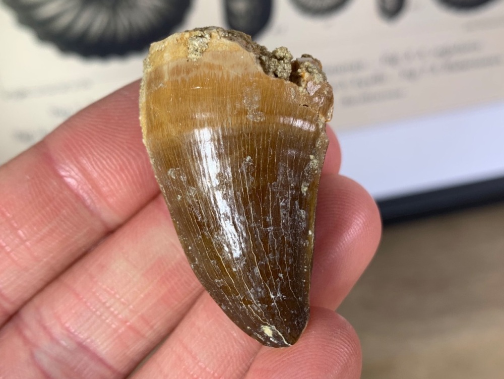 Mosasaur Tooth #05