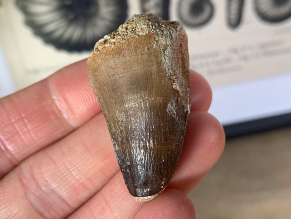 Mosasaur Tooth #06